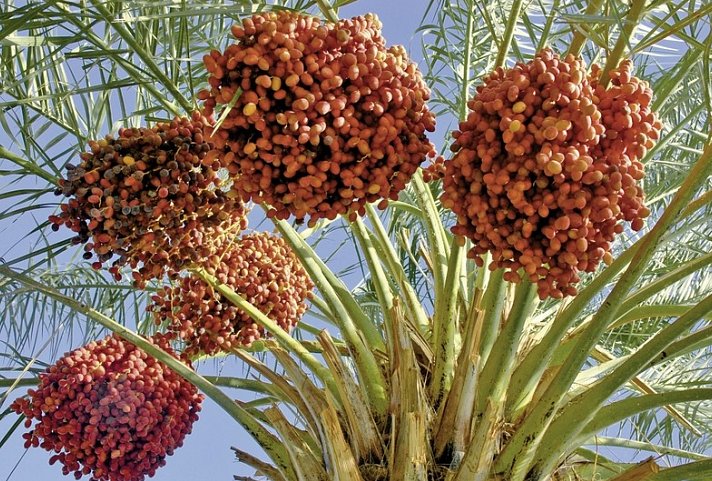 Kontrastreicher Oman zum Selberfahren