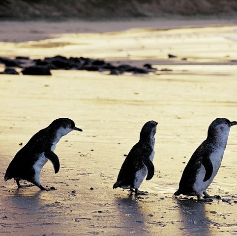 Melbourne erleben (5 Tage)