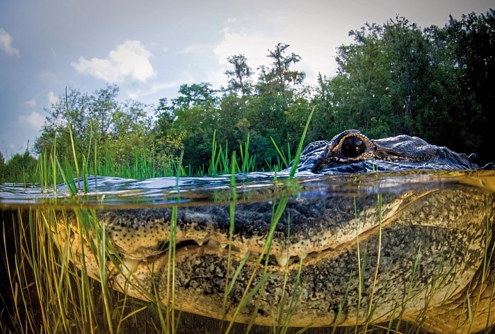 Florida Sunshine State Adventure