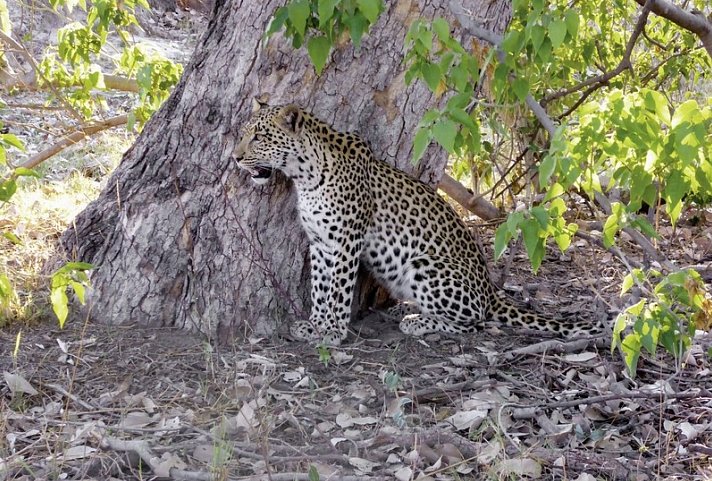 Safariromantik - Botswana und Victoria Falls