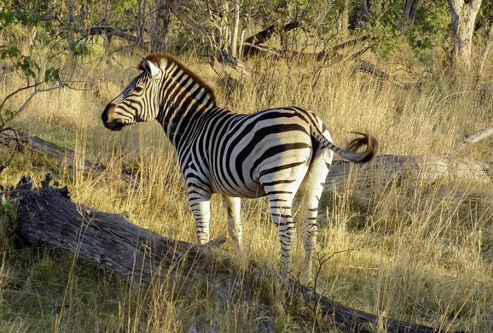 Safariromantik - Botswana und Victoria Falls