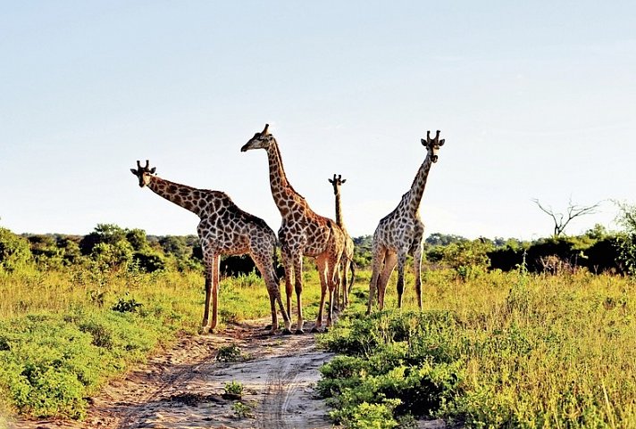 Safariromantik - Botswana und Victoria Falls