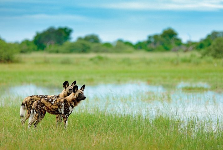 Safariromantik - Botswana und Victoria Falls