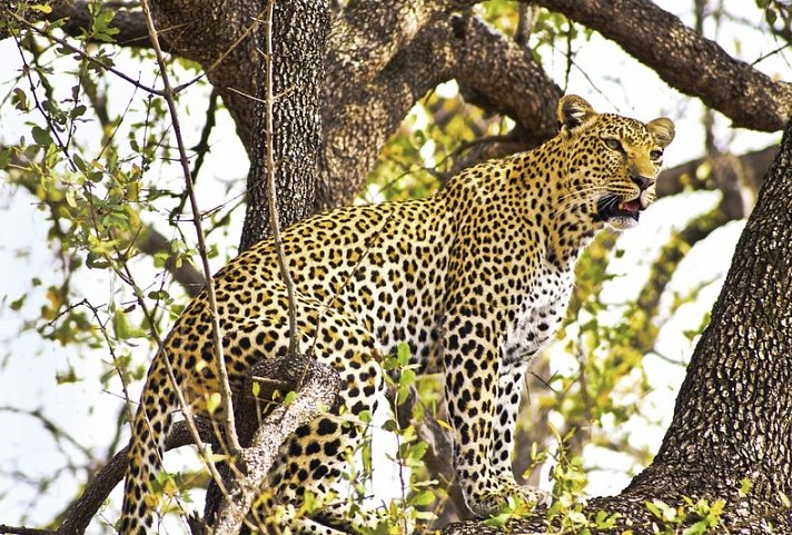 Safariromantik - Botswana und Victoria Falls