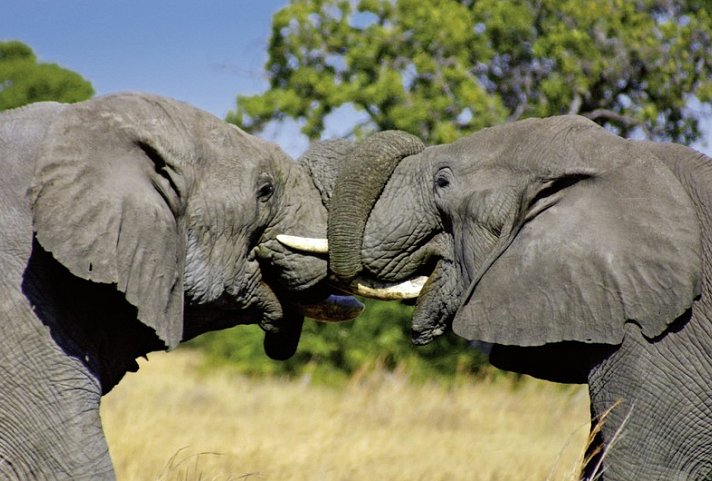 Safariromantik - Botswana und Victoria Falls