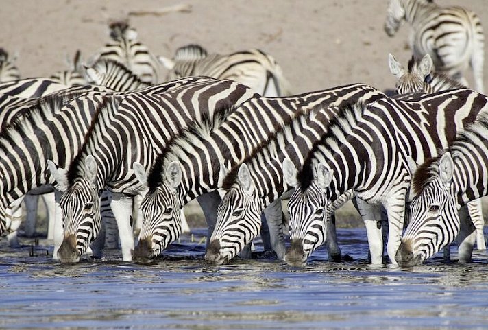 Safariromantik - Botswana und Victoria Falls