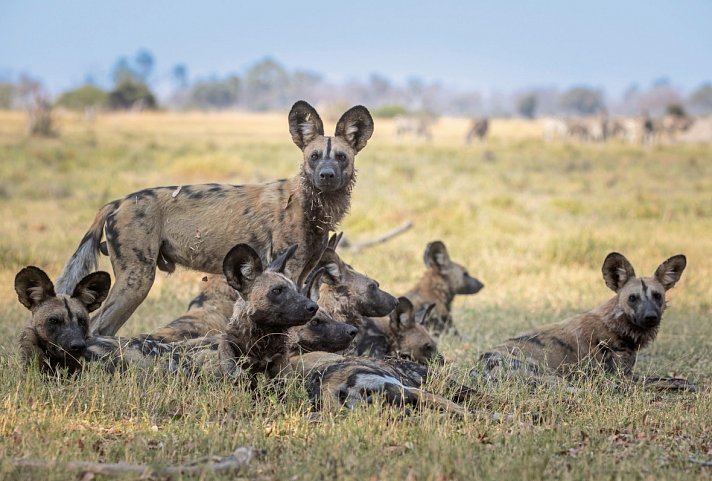 Botswana - Safaritraum mit Natural Selection 6 Nächte