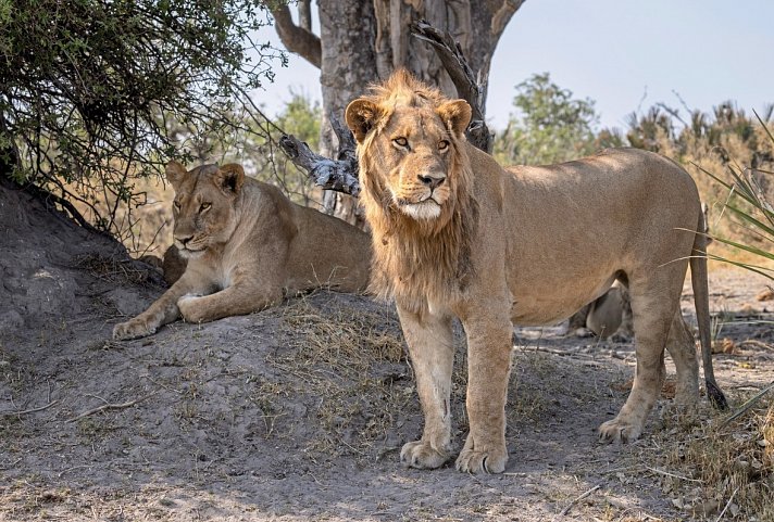 Botswana - Safaritraum mit Natural Selection 6 Nächte