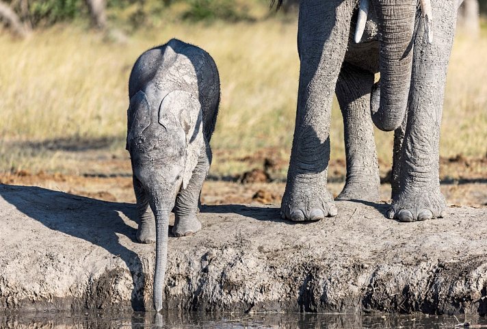 Botswana - Safaritraum mit Natural Selection 6 Nächte