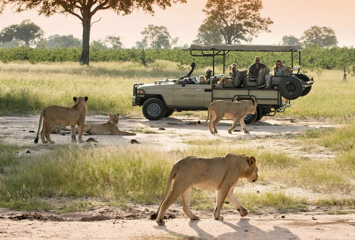 Familien Safari mit African Bush Camps