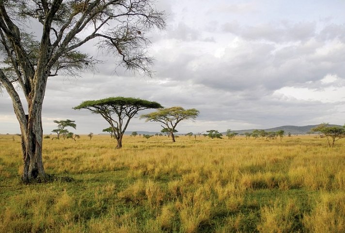 Drifters - Kenia & Tansania Explorer