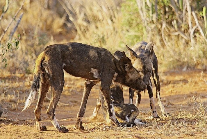 Kenia für Genießer
