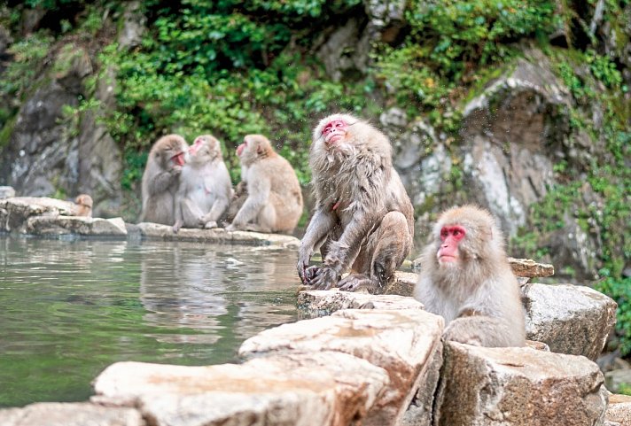 Japans goldene Route (inkl. Flug)