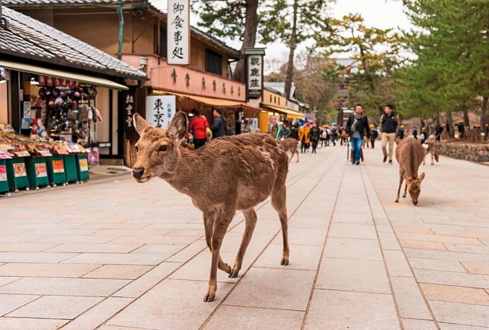 Japans goldene Route (inkl. Flug)