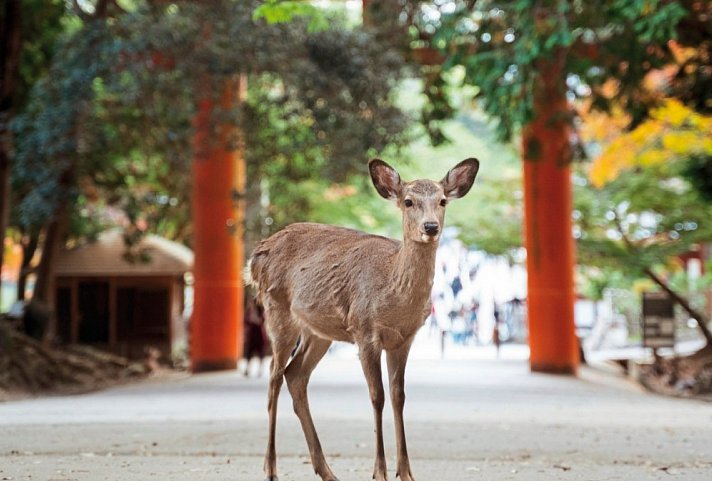 Japan zur Weltausstellung (inkl. Flug)