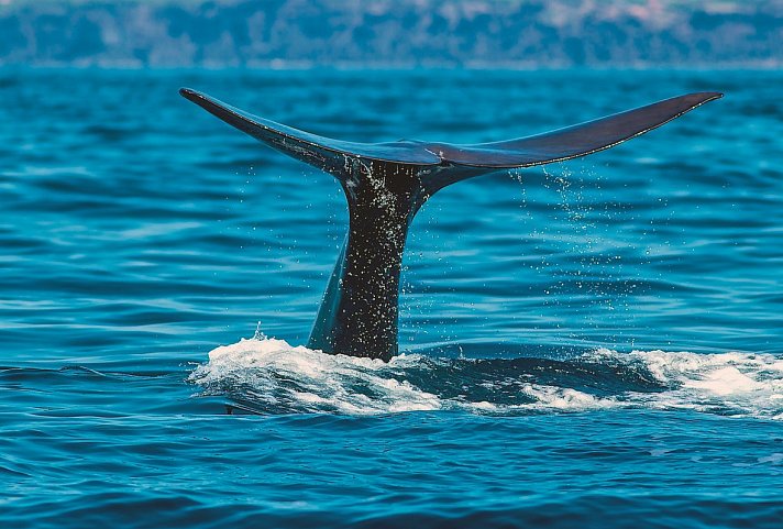 Walbeobachtungen und Inselhüpfen