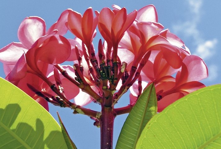 Französisch Polynesien von seiner schönsten Seite