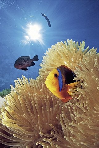 Französisch Polynesien von seiner schönsten Seite