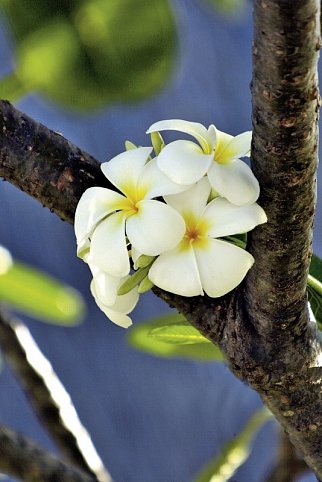 Französisch Polynesien von seiner schönsten Seite
