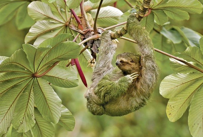 Versteckte Naturparadiese Panama & Costa Rica