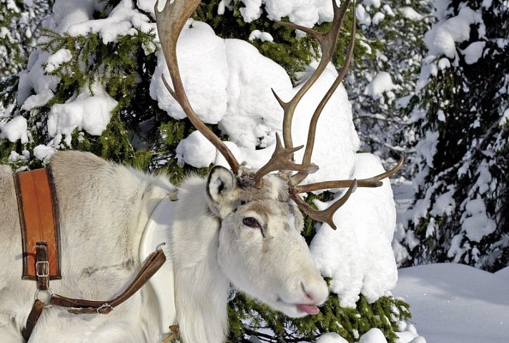 Winterspaß in Finnisch Lappland