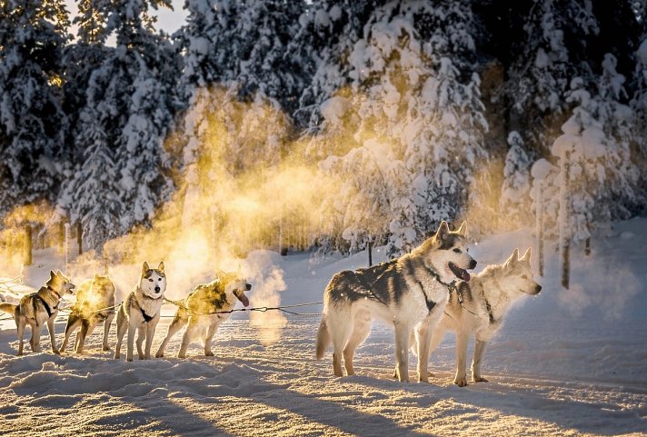 Winterspaß in Finnisch Lappland Premium