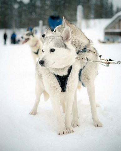 Winterspaß in Finnisch Lappland Premium