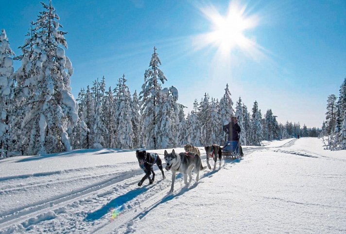 Lappland - Hautnah und Eiskalt