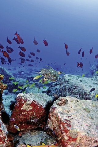 Segeltörn durchs Paradies - S.V. Sea Pearl (8 Tage/7 Nächte, ab/bis Mahé)