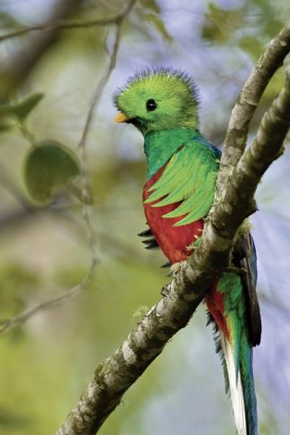 Pura Vida - Costa Rica hautnah mit Badeverlängerung