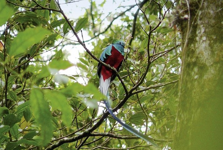 Geheimsvolles Costa Rica: Quetzale & Delfine