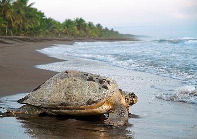 Dschungelerlebnis Tortuguero San Jose