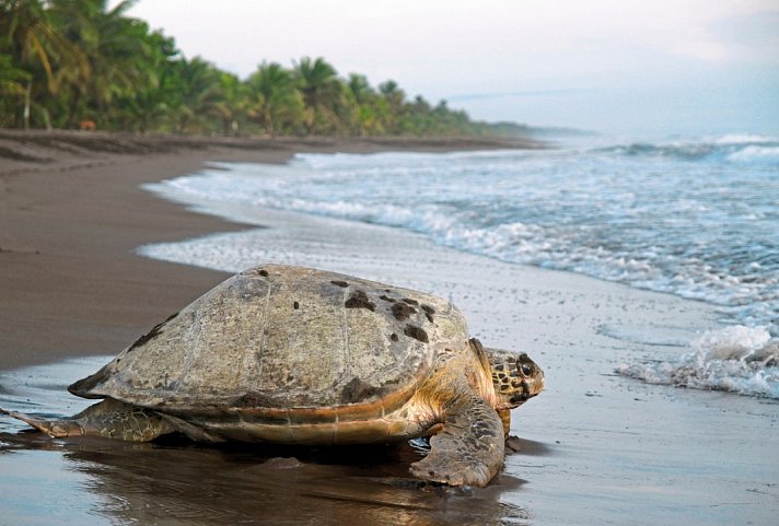 Dschungelerlebnis Tortuguero