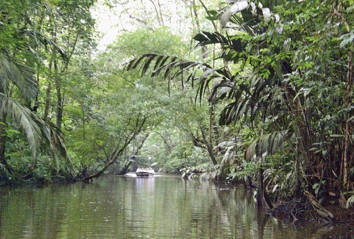 Dschungelerlebnis Tortuguero