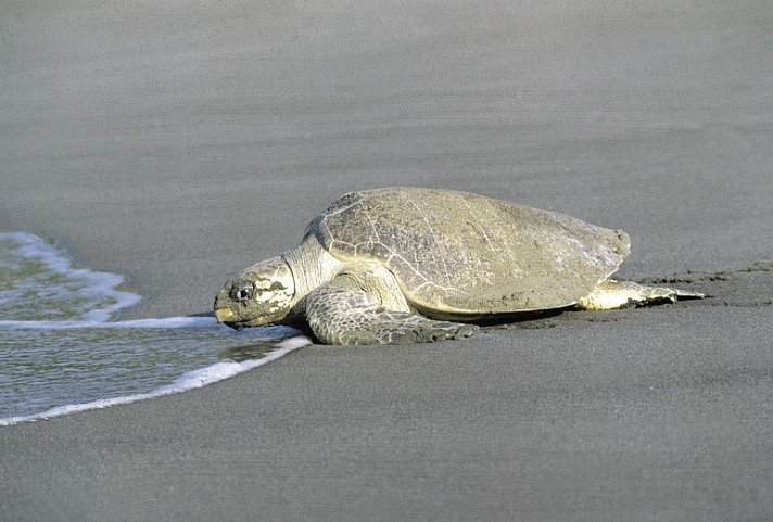 Dschungelerlebnis Tortuguero