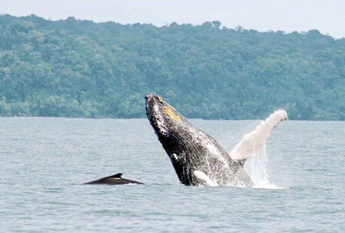 Drake Bay & Corcovado Nationalpark (ab/bis Sierpe)