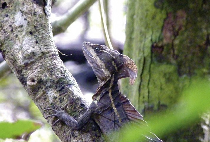 Abenteuer zwischen Vulkan und Regenwald