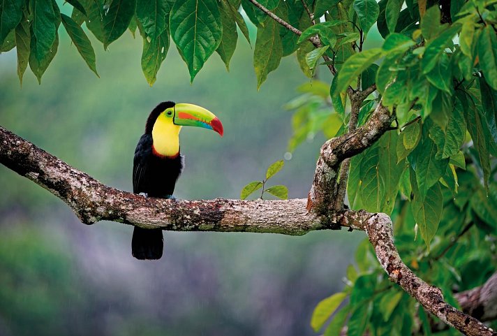 Naturwunder Costa Rica Mietwagenrundreise