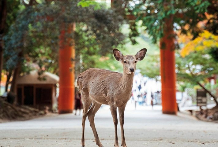 Japans Natur und Kultur (nur Landprogramm)