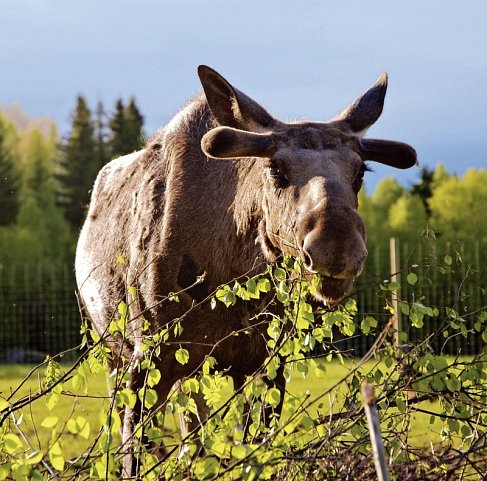 Traumhaftes Südschweden