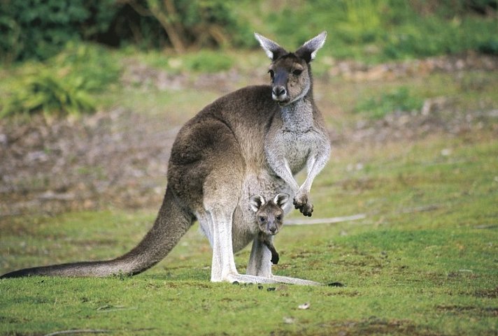 Australiens Glanzpunkte kompakt ohne Melbourne (15 Tage/14 Nächte)