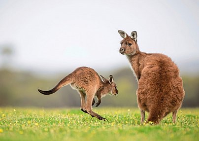 Känguru-Hüpfer Sydney