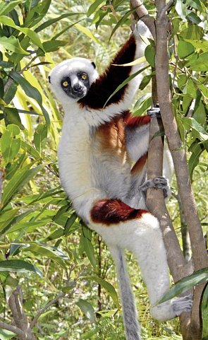 Madagaskars Naturparadies