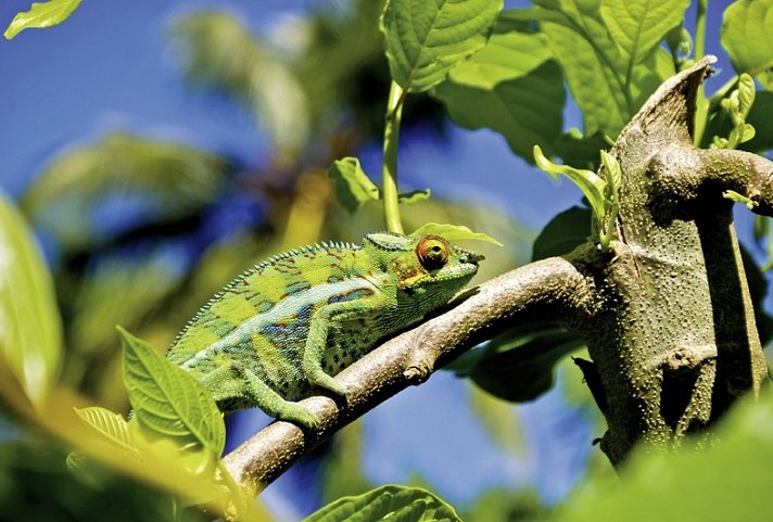 Höhepunkte Madagaskars