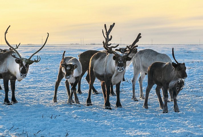 Arktische Kontraste - Von Tromsø nach Lappland