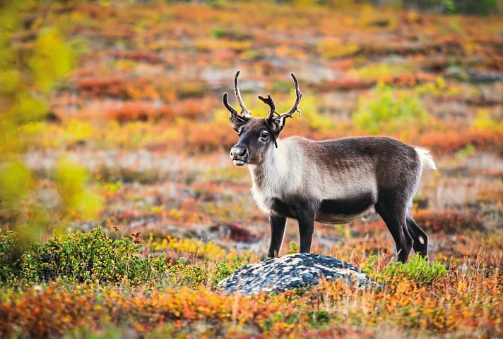 Lappland, Lofoten und Nordkap (ab Tromsø)