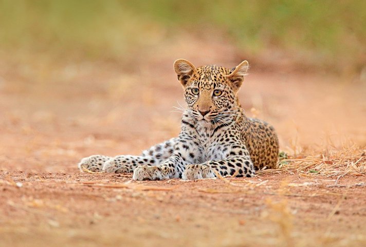 Abenteuer Hwange Nationalpark