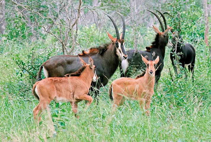 Abenteuer Hwange Nationalpark