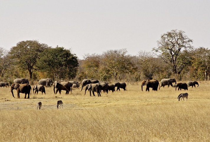 Abenteuer Hwange Nationalpark