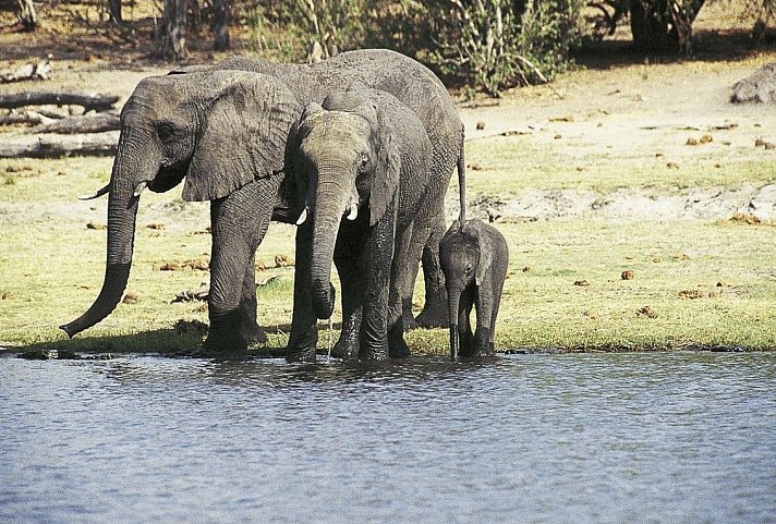 Viktoria Fälle & Safari Abenteuer ab Victoria Falls/bis Kasane